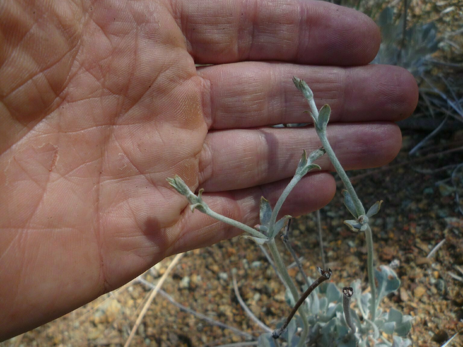 High Resolution Eriogonum saxatile Bud